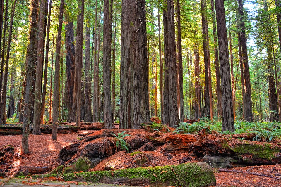Sunlight between redwood trunks above ferns in the Avenue of the Giants region